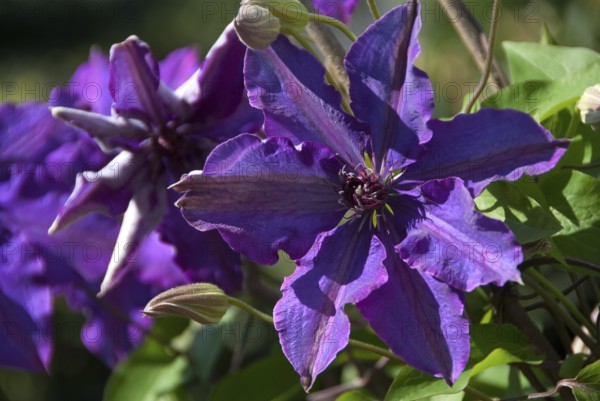 Purple clematis flowers blooming in the spring sun, südlohn, westphalia, germany