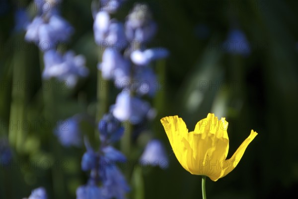 A yellow flower in focus, accompanied by blurred blue flowers in the background, südlohn, westphalia, germany