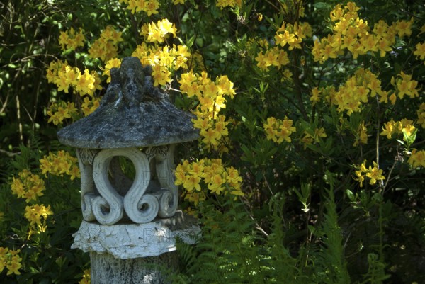 Japanese stone lantern surrounded by yellow flowers in the garden, südlohn, westphalia, germany