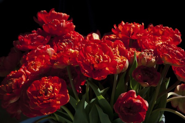 Bright red flower tulips against a dark background, südlohn, westphalia, germany