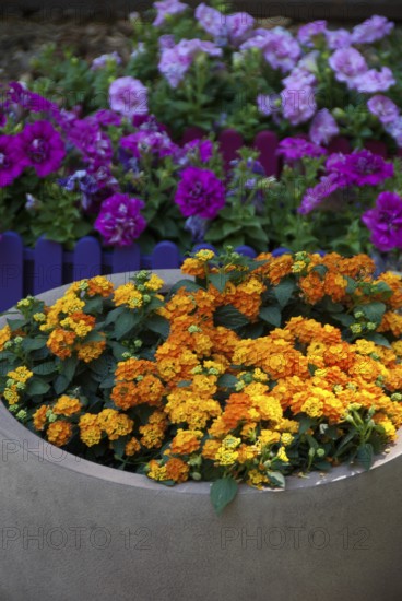Orange bouquet in a large tub with colourful flowers in the background, südlohn, westphalia, germany