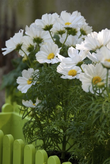 White daisies with yellow centre and green leaves in the garden, südlohn, westphalia, germany