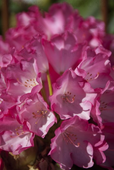 Cluster of pink rhododendron flowers in full splendour, südlohn, westphalia, germany