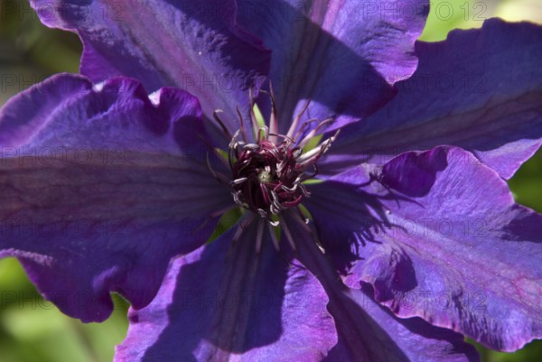 Macro photography of a purple flower with intense petals, südlohn, westphalia, germany