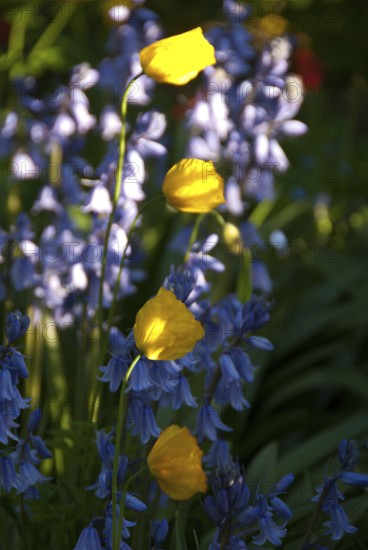 Yellow and blue flowers in the sunlight in the garden, südlohn, westphalia, germany