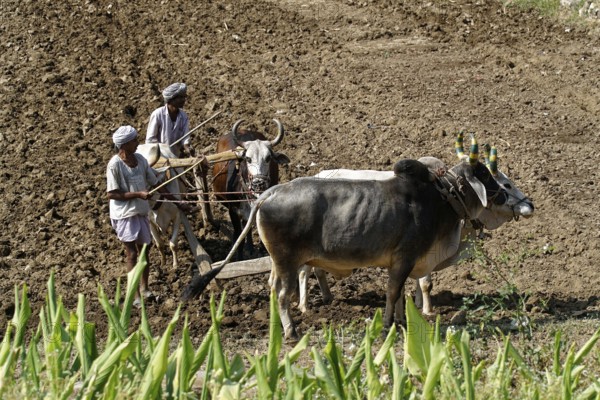 Two men ploughing a field with a team of oxen under the sun, Ranakpur, Jodhpur, Rajasthan, North India