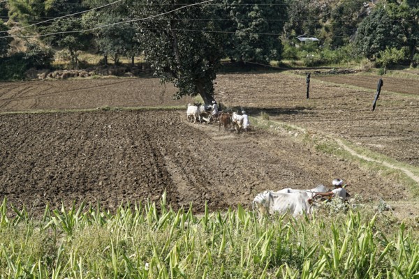Farmers ploughing a large field with an ox-drawn plough, Ranakpur, Jodhpur, Rajasthan, North India