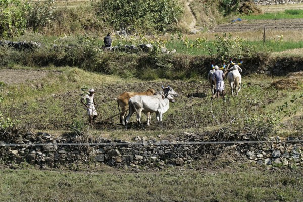 Farmers leading cows to work in a field in a rural area, Ranakpur, Jodhpur, Rajasthan, North India