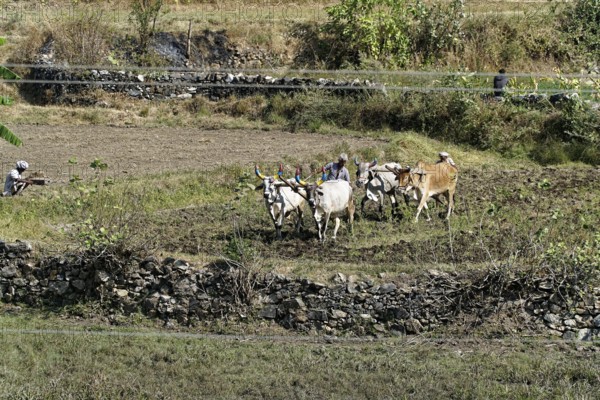 Farmers ploughing a field with cows in a rural setting, Ranakpur, Jodhpur, Rajasthan, North India