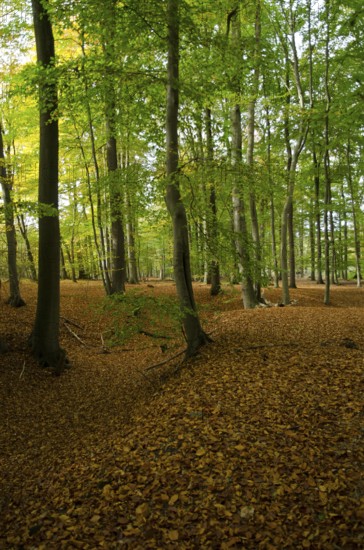 Autumn forest with dense foliage, trees stand tall with orange and green leaves, borken, münsterland, germany