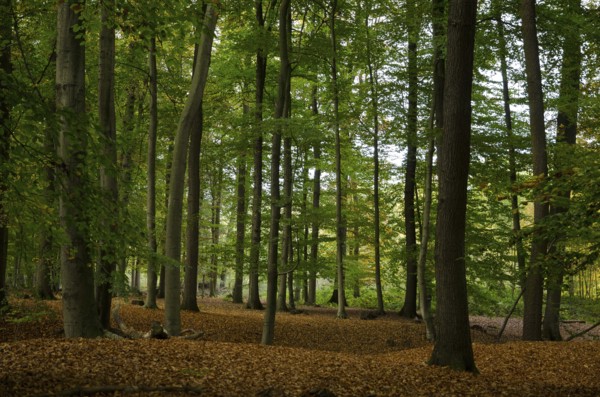 Tall trees in a dense forest on a deciduous ground, natural autumn view, borken, münsterland, germany