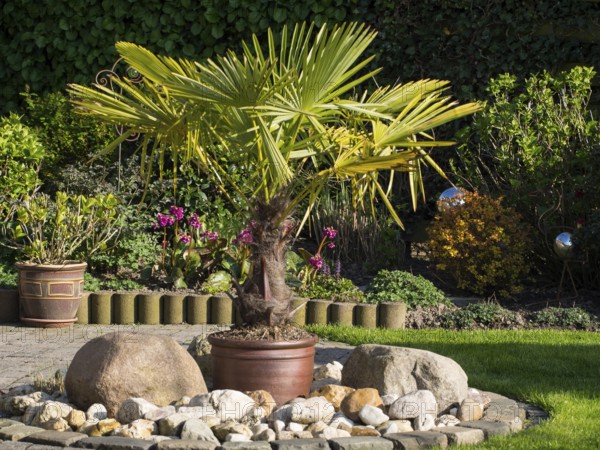 Exotic palm tree in a flower pot surrounded by rocks, in a sunny garden, borken, münsterland, germany