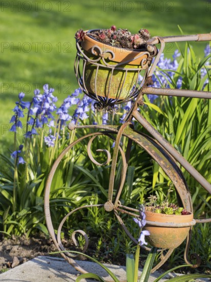 Metal bicycle with flower pot, surrounded by green meadow, borken, münsterland, germany