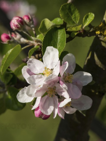 Delicate pink apple blossoms and fresh green leaves in a close-up symbolising spring, borken, münsterland, germany