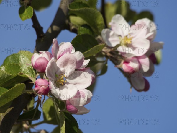 Blooming apple blossoms in bright sunlight, surrounded by fresh green leaves, tenderness of spring, borken, münsterland, germany