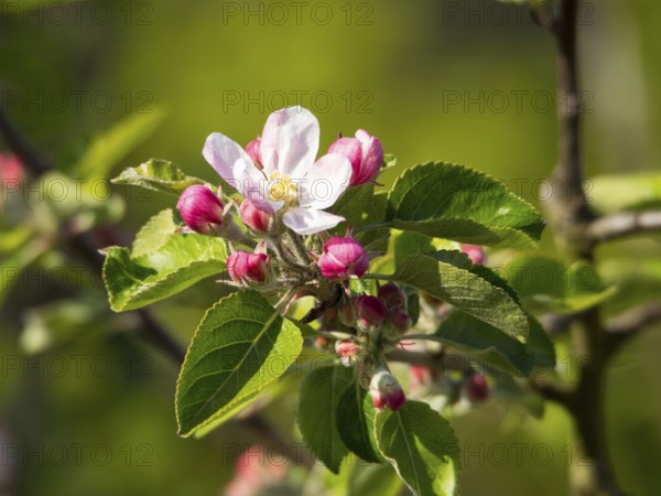 Close-up of an apple tree branch with pink flower buds and green foliage in spring light, borken, münsterland, germany
