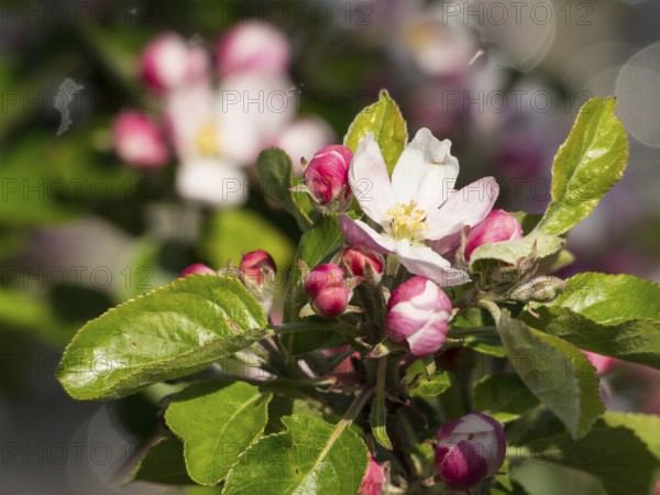 Branch with pink apple blossoms and green leaves against a blurred background, borken, münsterland, germany