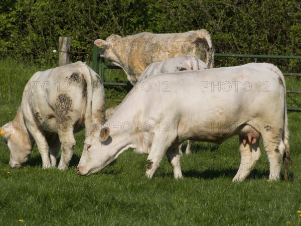 Several white cows grazing on a pasture, framed by a wooden fence, borken, münsterland, germany