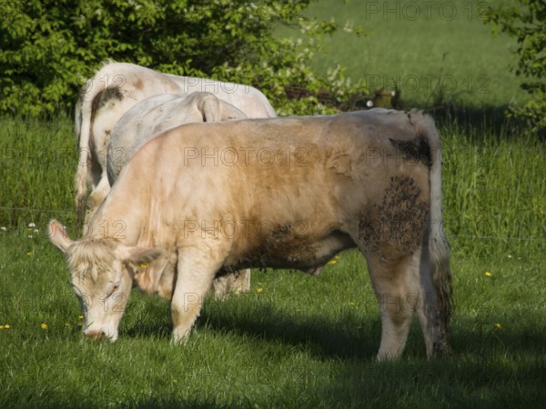 A white calf lies in the green grass, surrounded by yellow flowers, borken, münsterland, germany