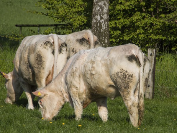 Two white cows grazing on a green pasture in front of a tree, borken, münsterland, germany