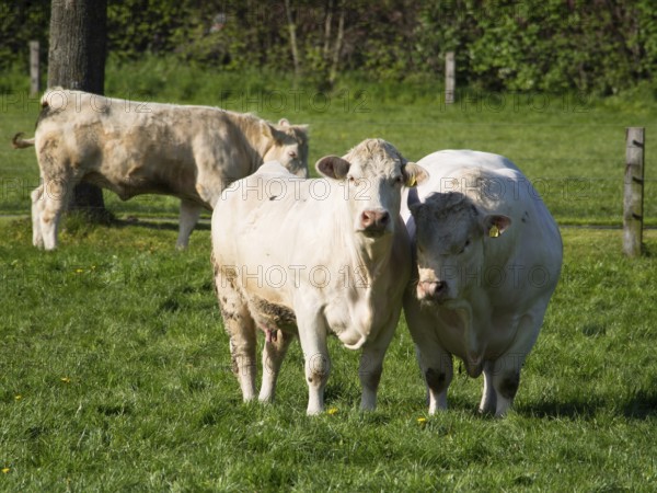 Three cows grazing peacefully on a green meadow, a quiet rural scene under a blue sky, borken, münsterland, germany