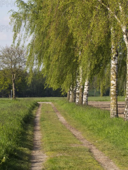 Rural path through birch avenue in a green landscape, borken, münsterland, germany