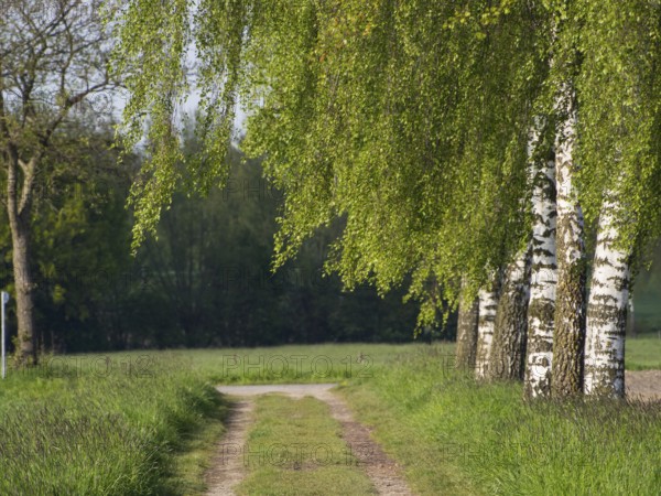Rural path lined with birch trees and green nature, borken, münsterland, germany
