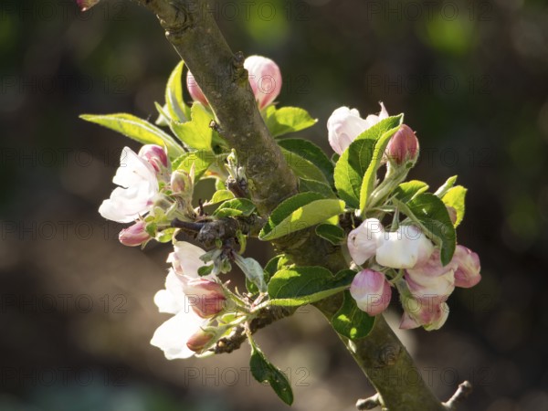 Branch with pink and white flowers, illuminated by sunlight, borken, münsterland, germany