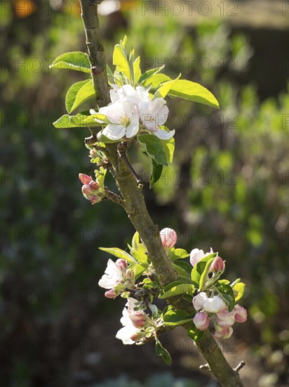Branch with white and pink flowers in spring light, borken, münsterland, germany