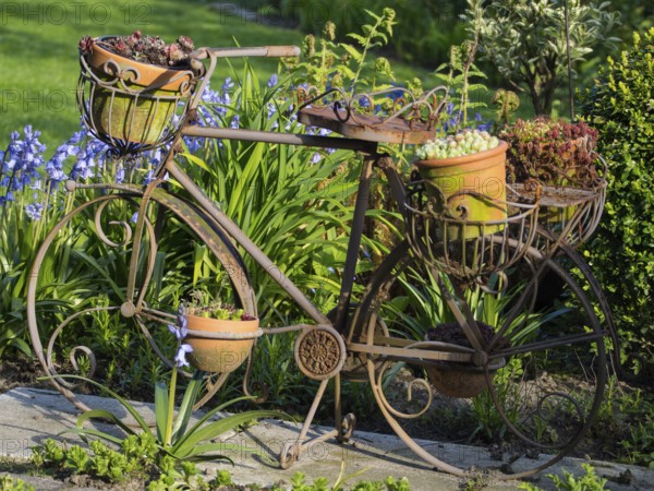 Decorative iron bicycle in the garden, decorated with flower pots and plants, borken, münsterland, germany