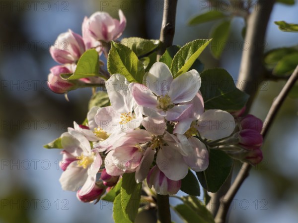 Branches with apple blossoms in soft pink and white, borken, münsterland, germany