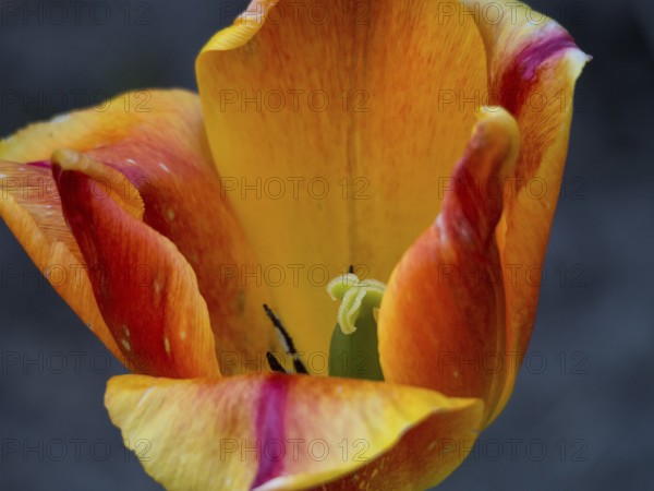 Close-up of an orange-yellow tulip with detailed petals, borken, münsterland, germany