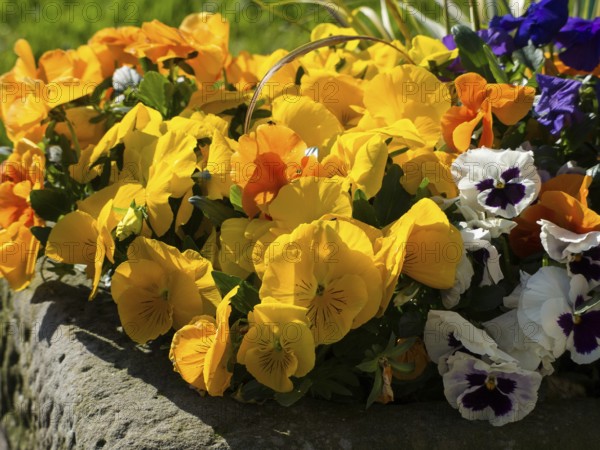 Bright arrangement of yellow and orange flowers, borken, münsterland, germany
