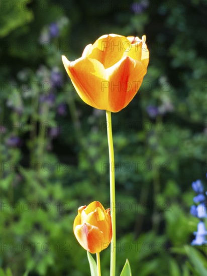 Two orange tulip blossoms in the sunlight, borken, münsterland, germany