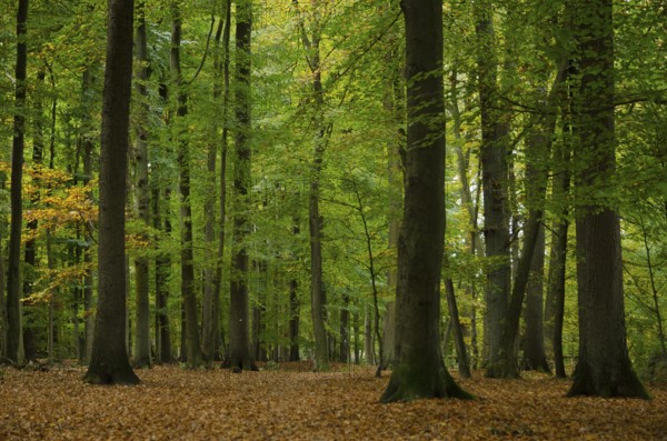 Forest scene with tall trees and autumn leaves, borken, münsterland, germany