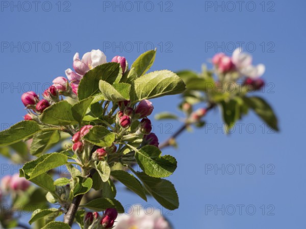 Close-up of blossoming branches in front of a blue sky, borken, münsterland, germany