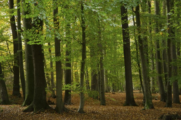 Dense forest with towering trees and foliage on the ground, borken, münsterland, germany