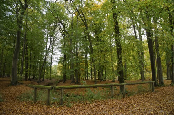 A forest with a wooden railing and a quiet, autumnal atmosphere, trees full of leaves, borken, münsterland, germany