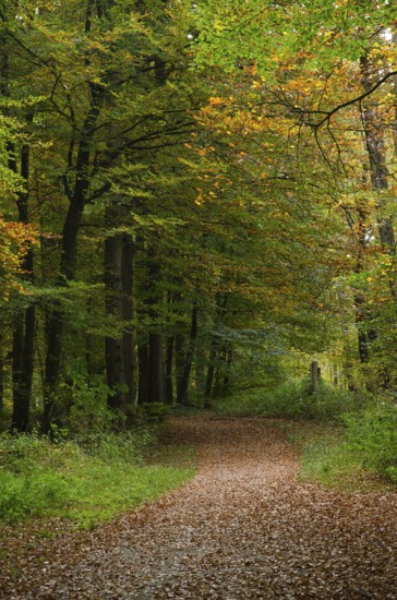 Autumnal forest trail leads through towering trees, orange and green foliage creates natural harmony, borken, münsterland, germany