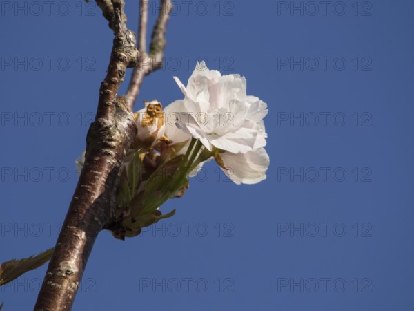 A blossoming branch with white flowers in front of a clear sky, weseke, münsterland, germany