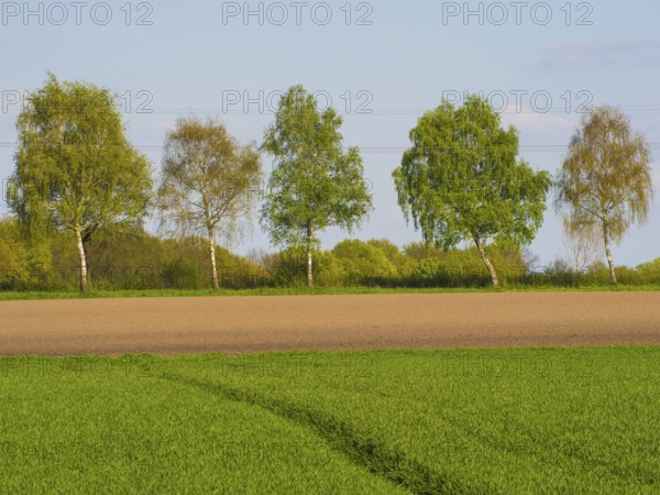 A row of birch trees in front of a blue spring sky, weseke, münsterland, germany