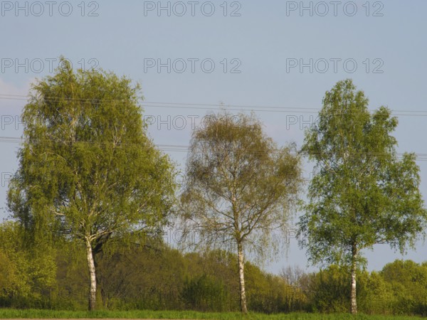 Three birch trees stand in front of a blue sky in spring, weseke, münsterland, germany