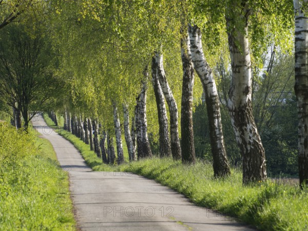 Landscape path flanked by green birch trees in spring, weseke, münsterland, germany