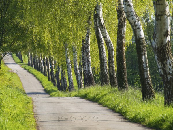 A path lined with birch trees in the spring light, weseke, münsterland, germany