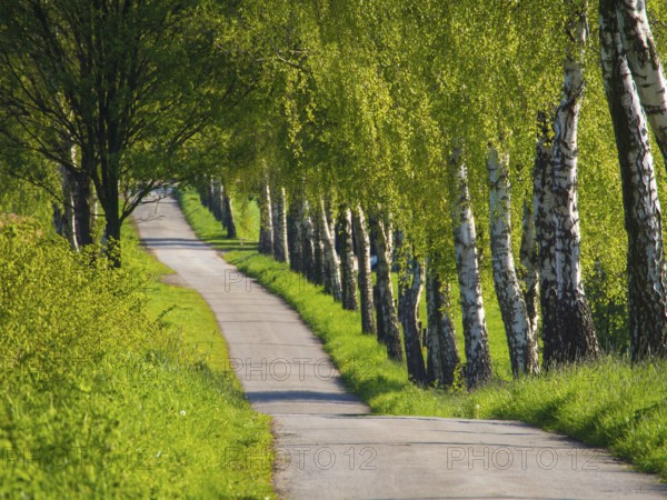 A narrow path lined with green birch trees in spring, weseke, münsterland, germany