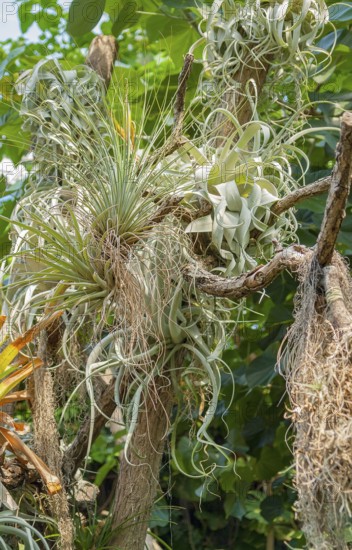 Vivid scenery including lots of various jungle plants