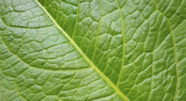 Full frame abstract green plant leaf closeup