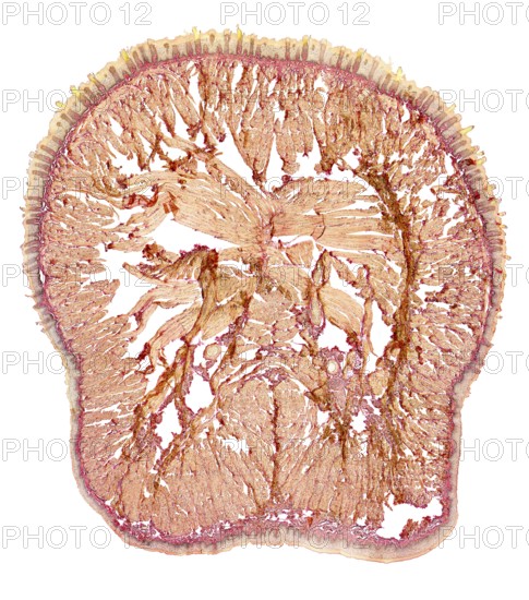 Microscopic cross section showing the tongue of a rat