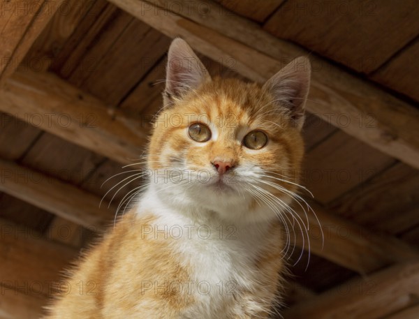 Sunny illuminated portrait of a red kitten in woody ambiance
