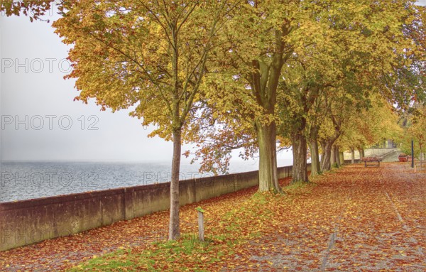 A walk along Lake Constance with trees in autumn leaves and peaceful surroundings, Lindau